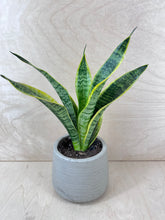 Load image into Gallery viewer, 5&quot; Sansevieria Laurantii
