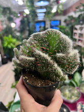 Load image into Gallery viewer, 3.5&quot; Monster and Crested Cactus
