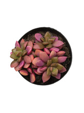 Load image into Gallery viewer, 2.5&quot; Sunrise Varigated succulent
