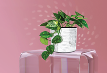 Load image into Gallery viewer, Disco Tabletop Planter
