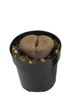 Load image into Gallery viewer, 2.5&quot; Lithops
